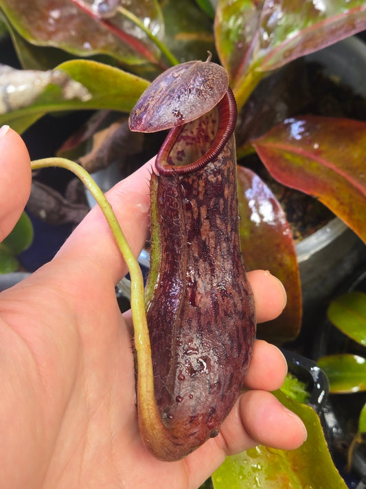 (boschiana × glandulifera), F2