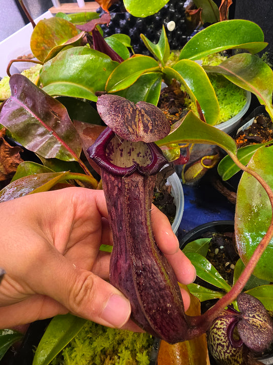 (boschiana × glandulifera), F2